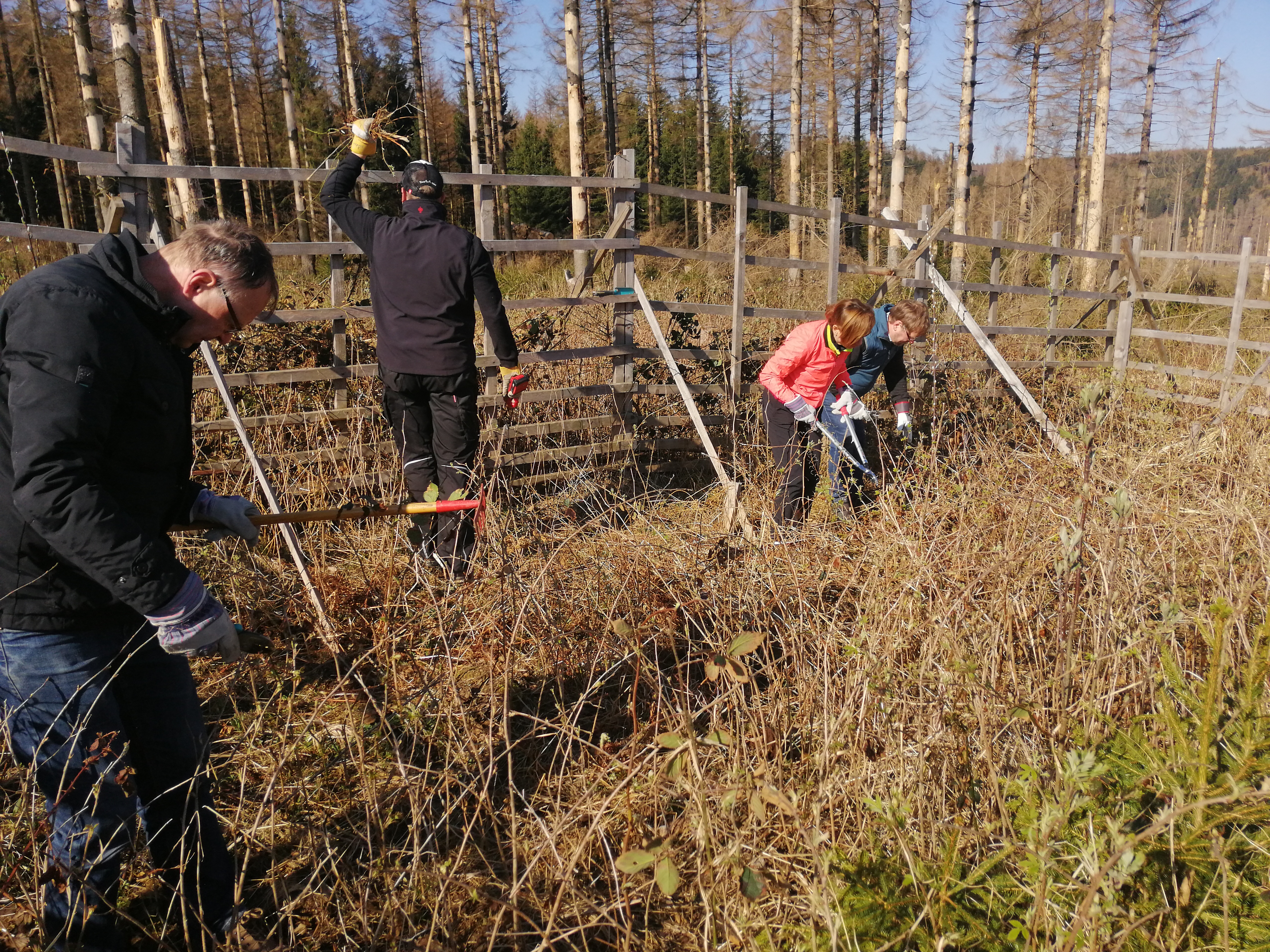 Freischneiden der gepflanzten Bäume